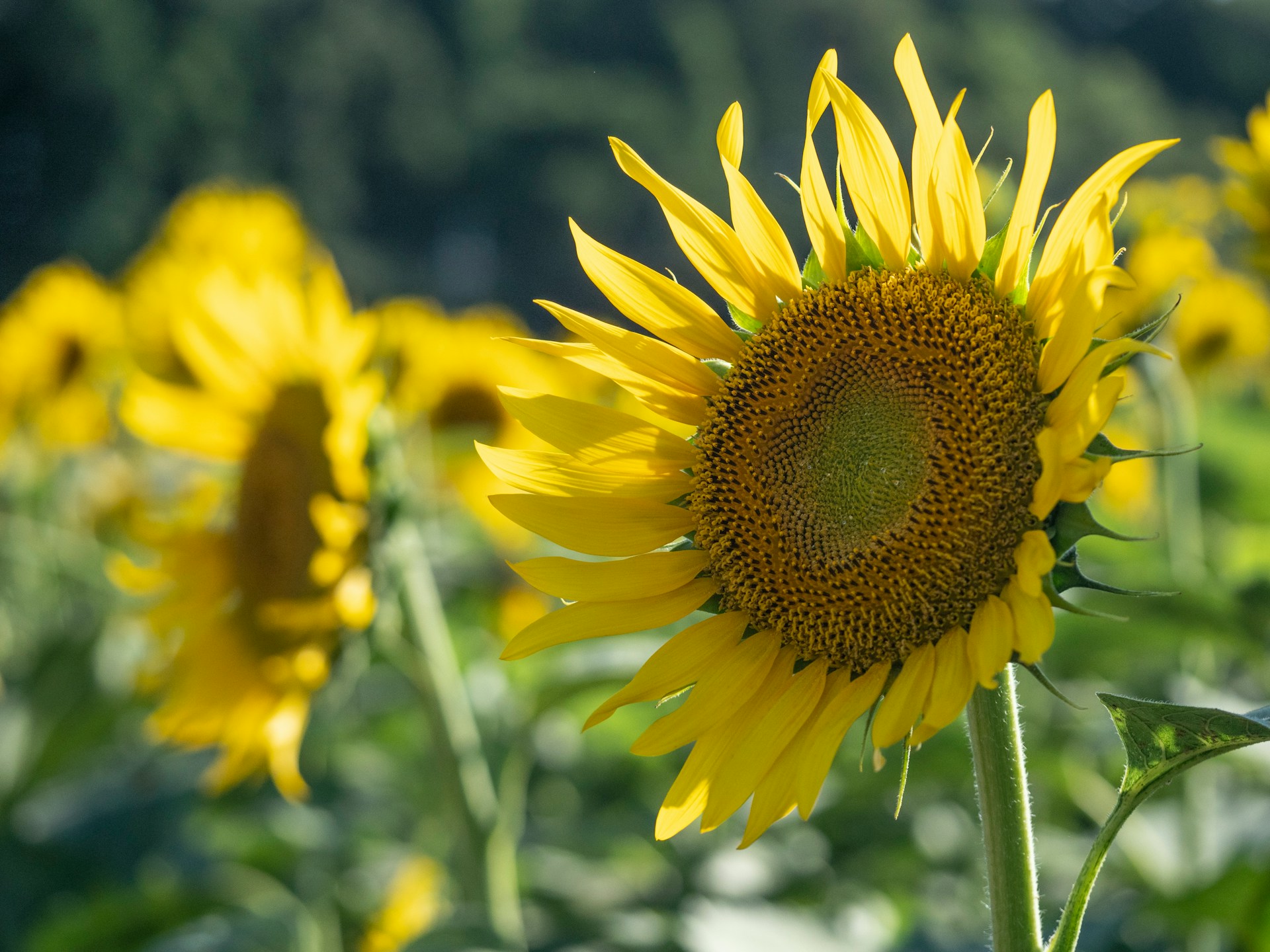 Read more about the article Summer Solstice: A Time to Shine, Reflect, and Reconnect