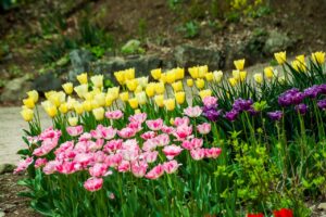 Read more about the article Spring Reset Your Mind