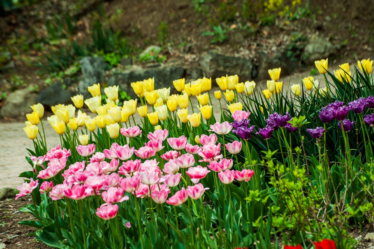 Read more about the article Spring Reset Your Mind